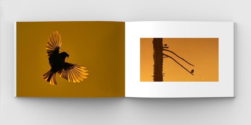 Philippe Moës 02 Web.jpg