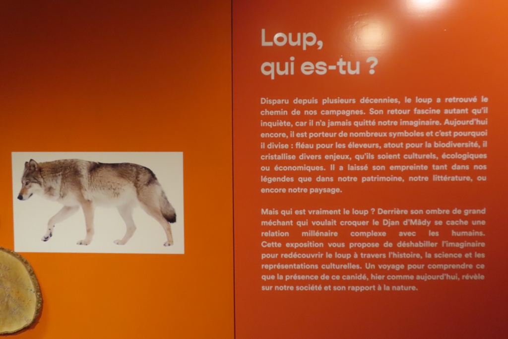 Loup qui es-tu - Photo1.JPG